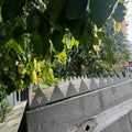 Crown spikes - Great white - 300 , 350 , 400 , 500 or 600mm squares. - image 7