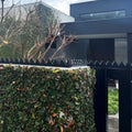 Babyshark (Pest deterrent) - image 7